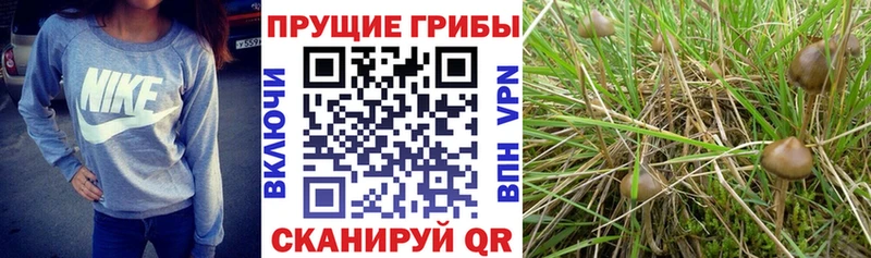 KRAKEN как войти  наркота  Меленки  Галлюциногенные грибы мухоморы 
